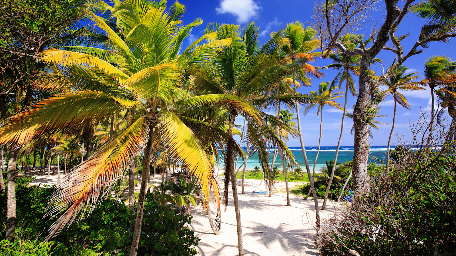 lieux et choses à faire en Martinique plage de l'anse michel 