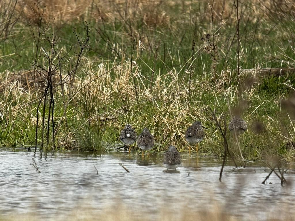 A group of birds in a pond

Description automatically generated