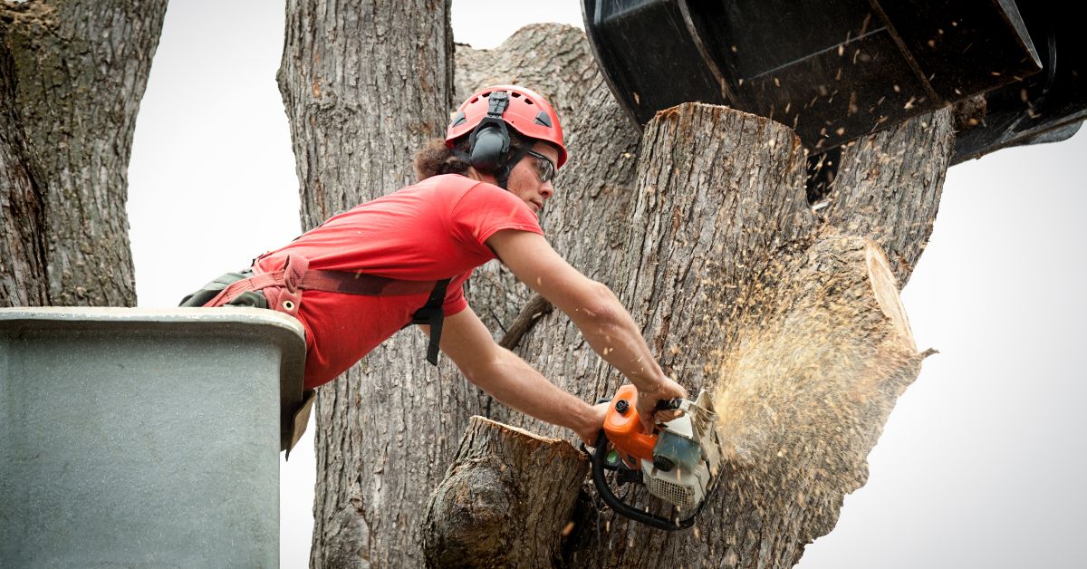 Improve Your Landscape Safely