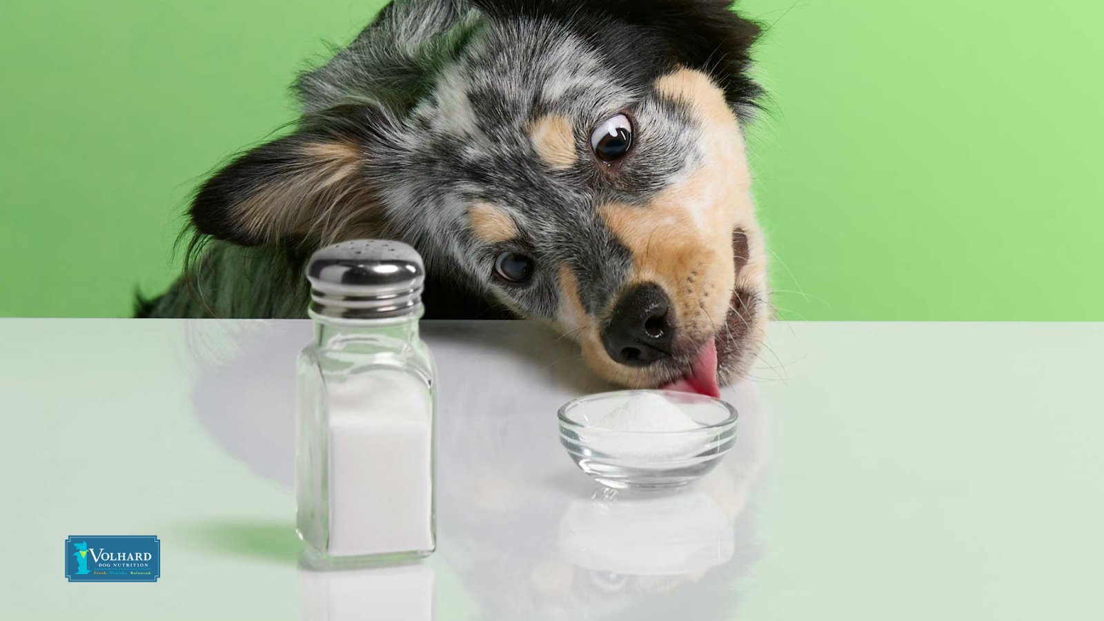 Dog and salt