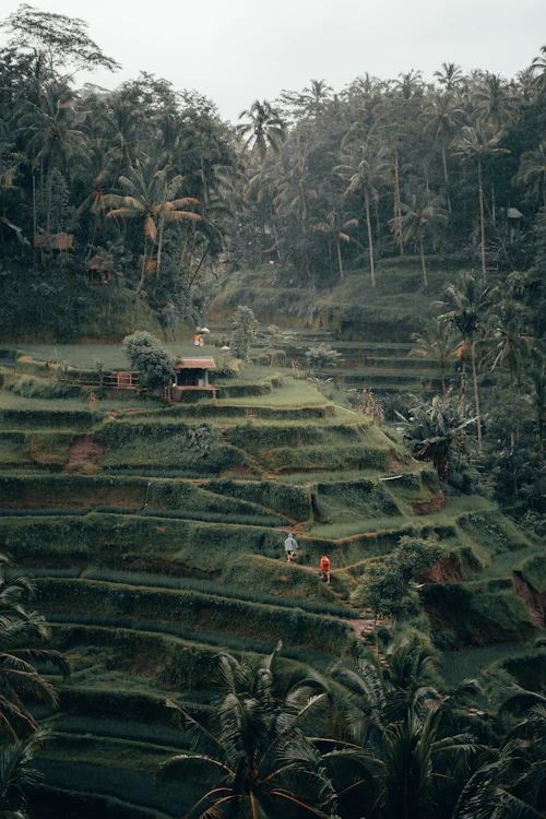 Les rizières en terrasses de Tegalalang
