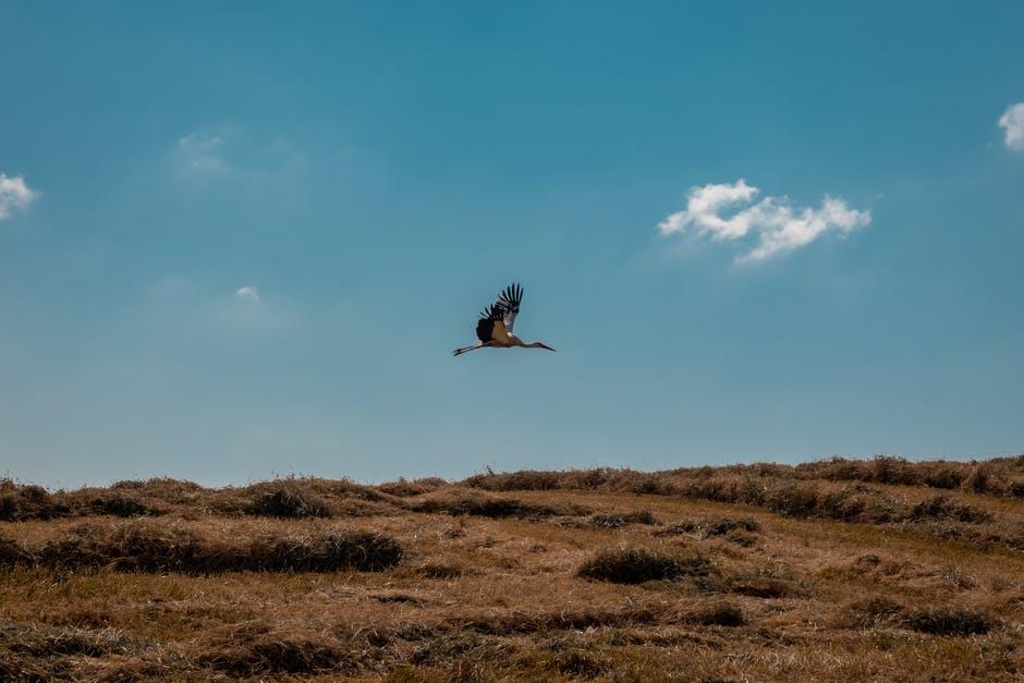 a bird flying above the grassy blue sky