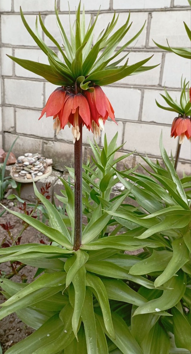 Рябчик императорский (Fritillaria imperialis): описание и фото. | блог  интернет - магазина АртФлора