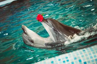 Дельфінарій Оскар, Трускавець | Послуги | Відгуки | Фото