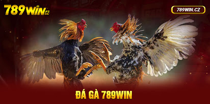 Giới thiệu đôi nét về sảnh đá gà 789win 