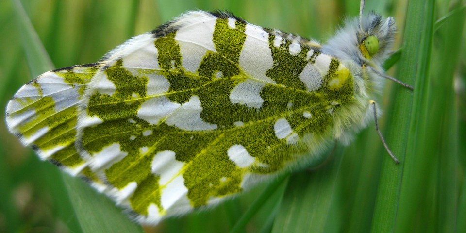 The green and white Island Marble Butterfly resting on a green plant.