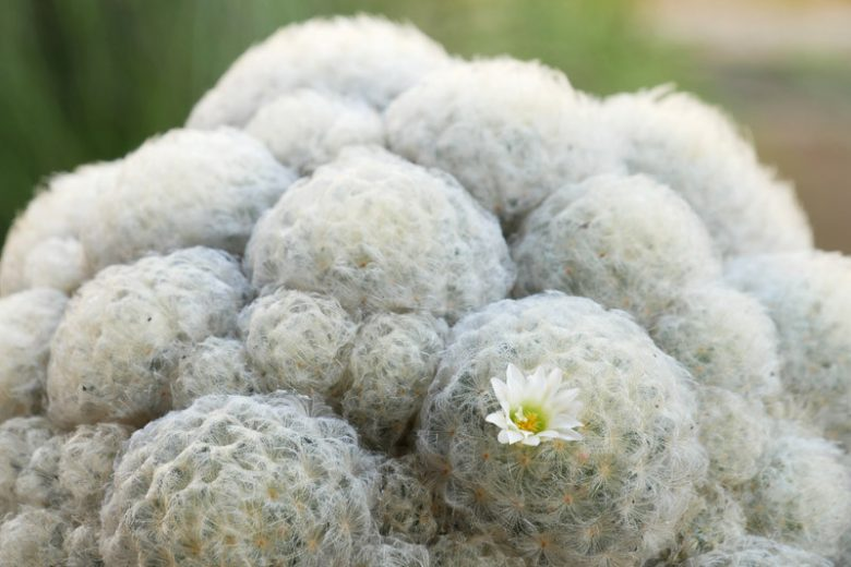 Feather Cactus (Mammillaria plumosa)