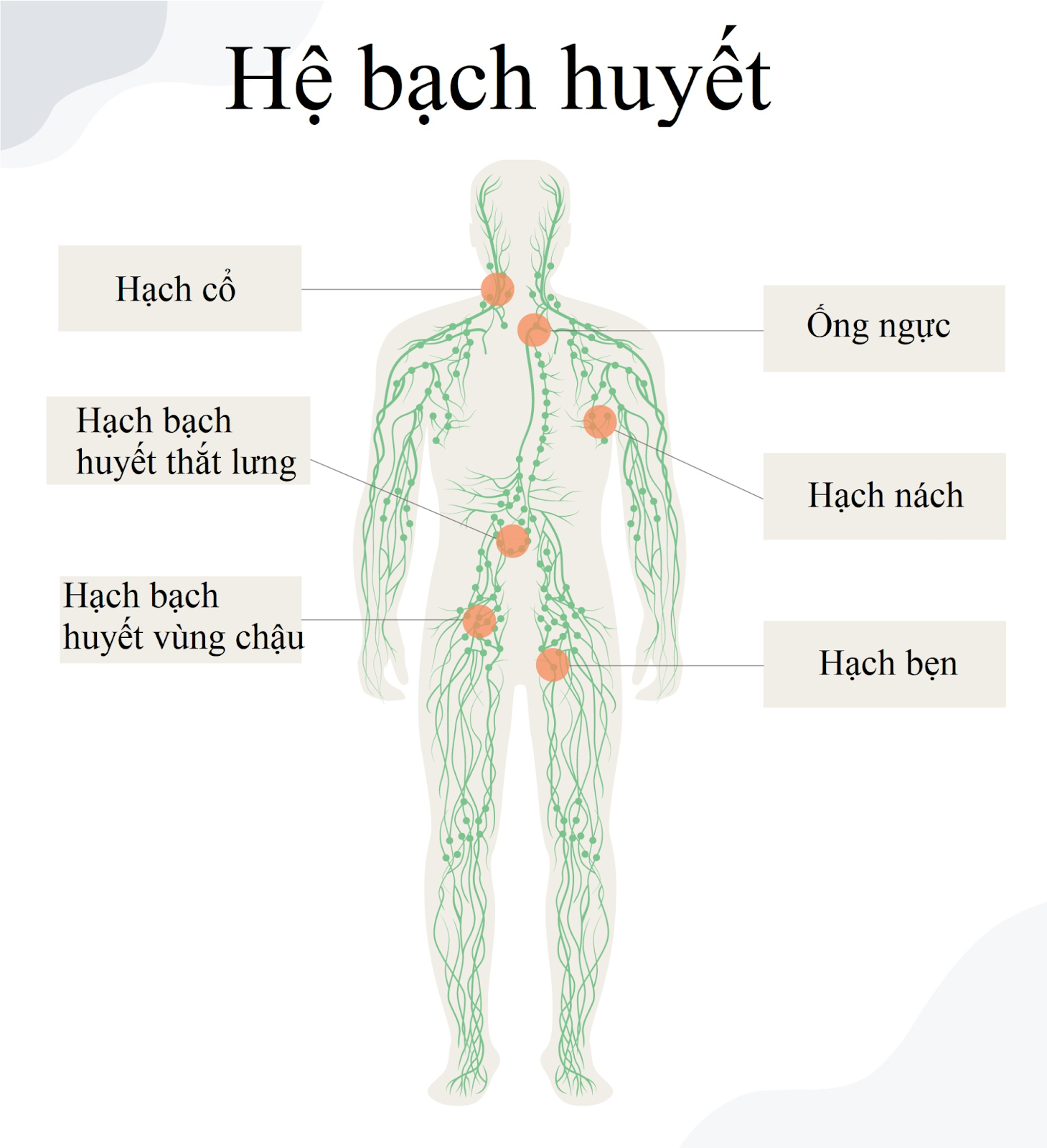 he-bach-huyet