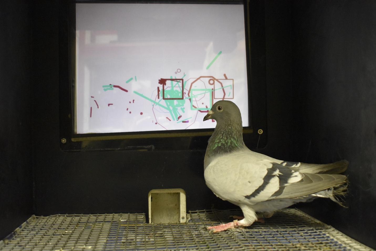 A pigeon standing on a cage  Description automatically generated