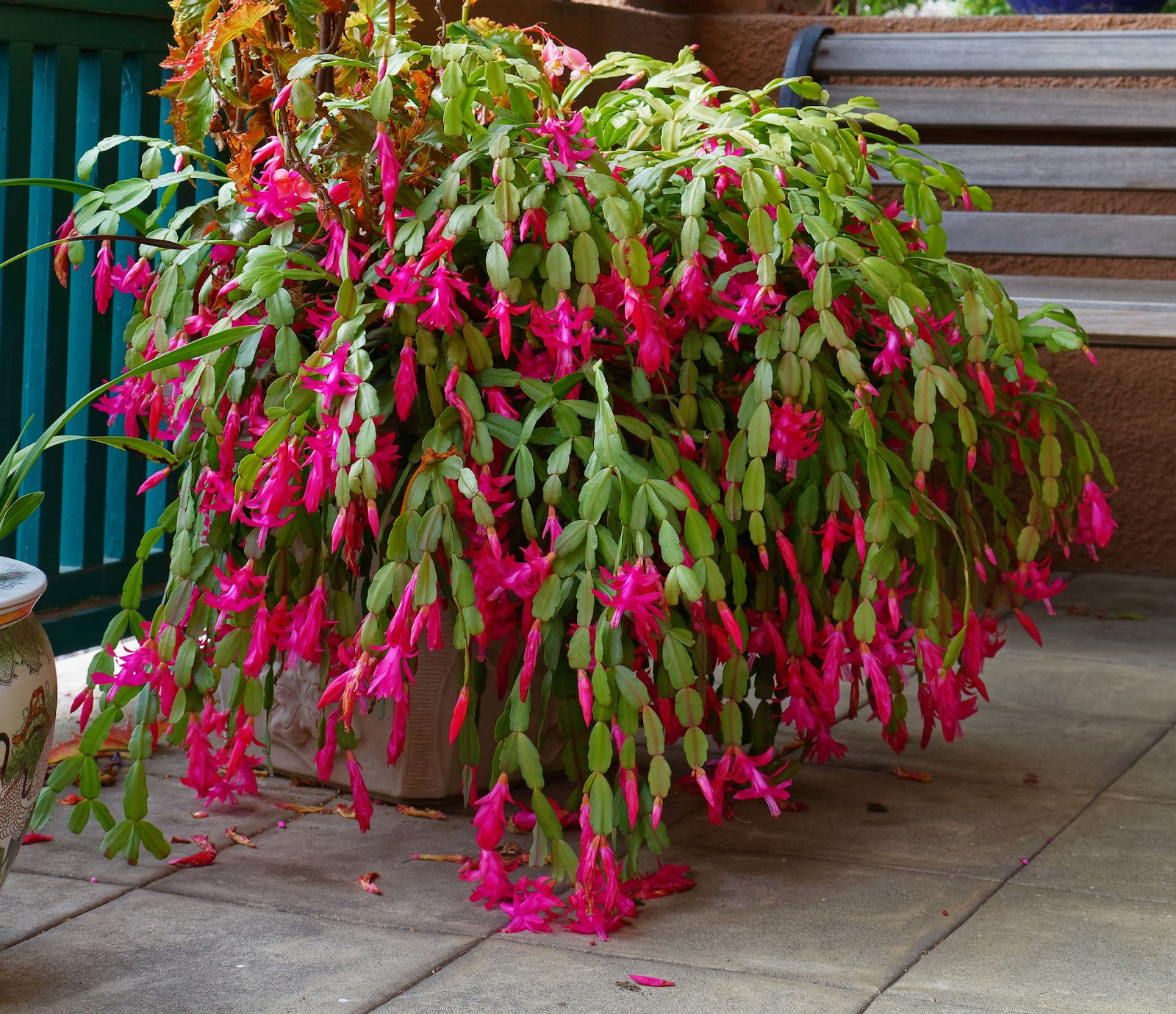 Christmas Cactus