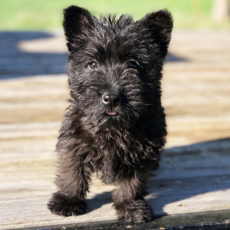 black scottish terrier