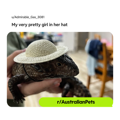 Cute lizard wearing a hat from r/AustralianPets