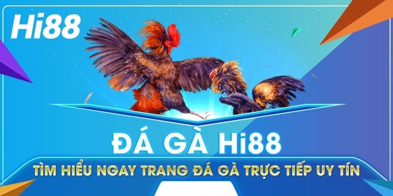 Giới thiệu đá gà Hi88 - Sân chơi đá gà trực tuyến đẳng cấp