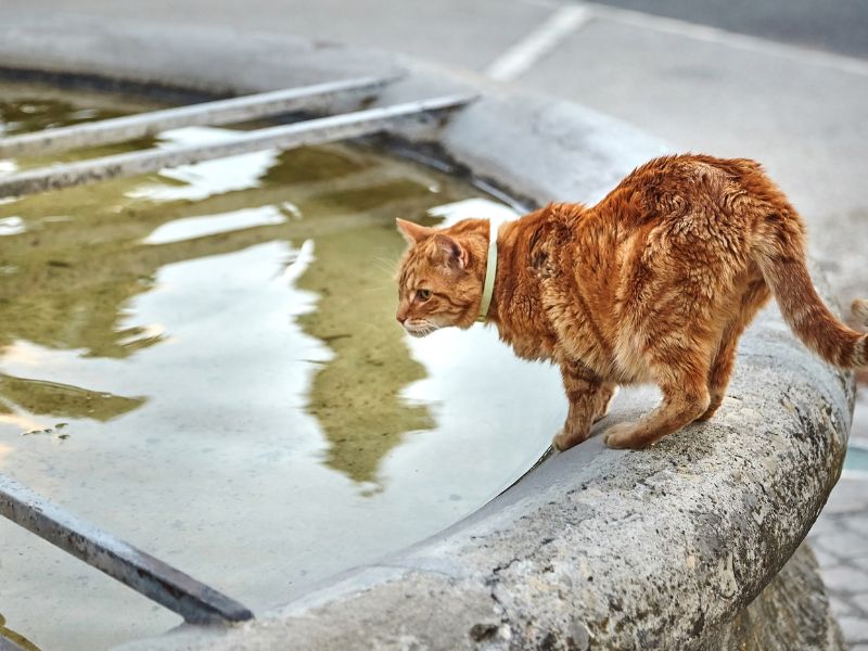 cat-beside-fountain