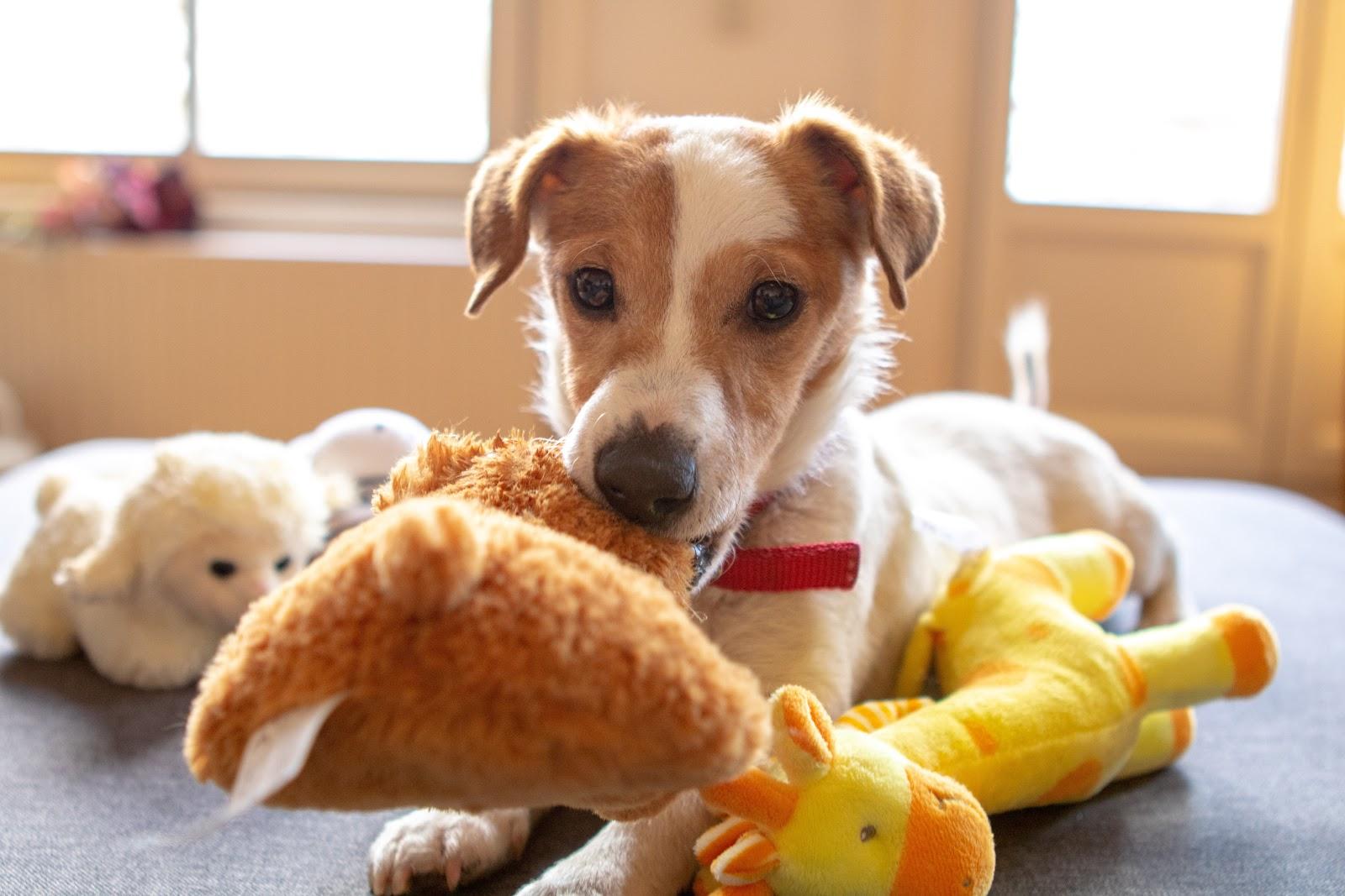 dog holding mental stimulation toy in mouth