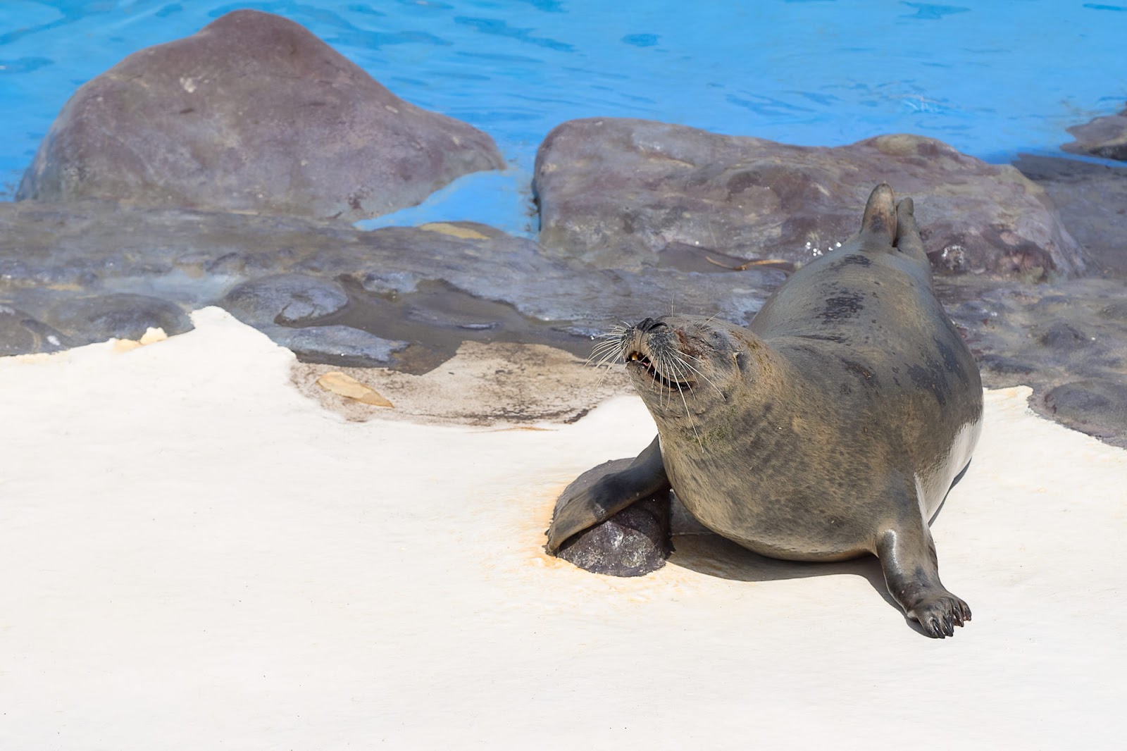 札幌から1時間10分：小樽市「おたる水族館」