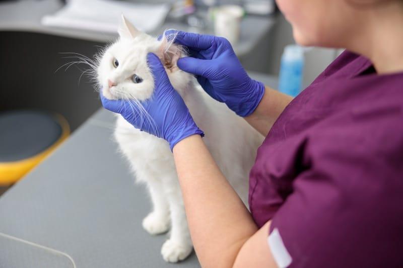 el veterinario revisa las orejas del gato