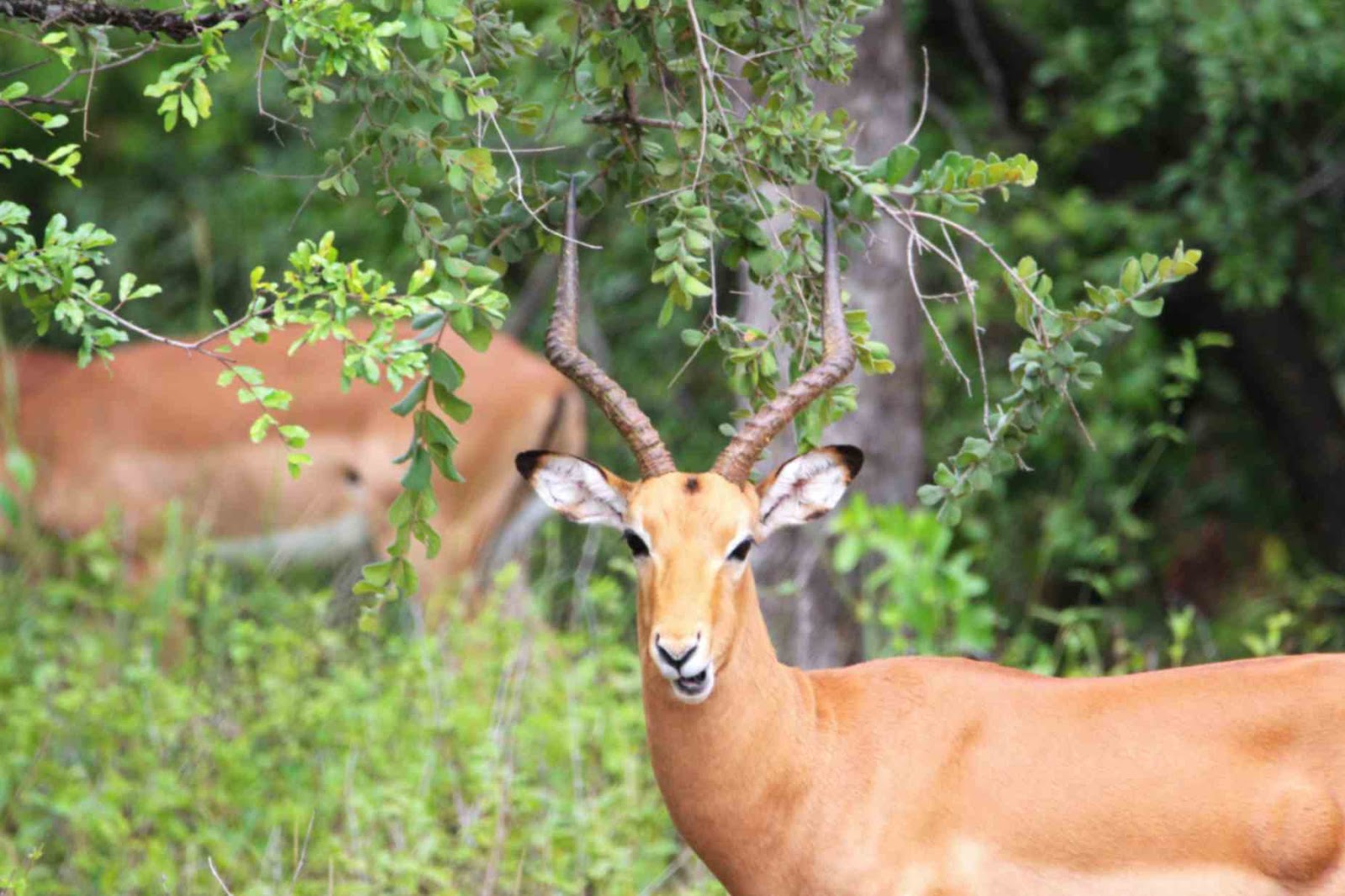  Red lechwe is another antelope you'll likely meet at Chobe National Park