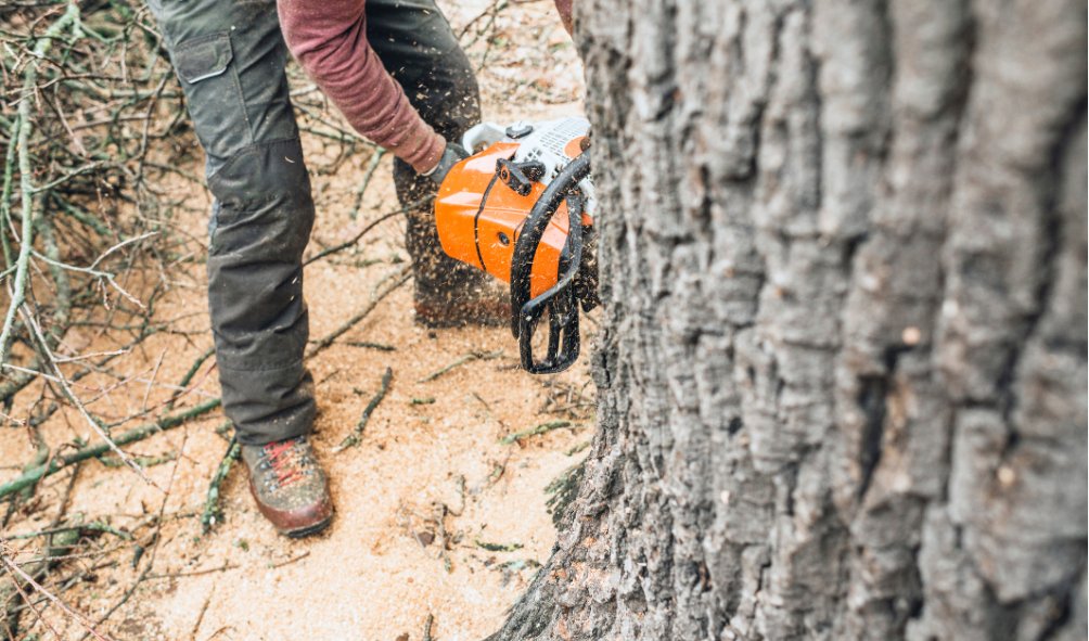 Tree service Canton GA