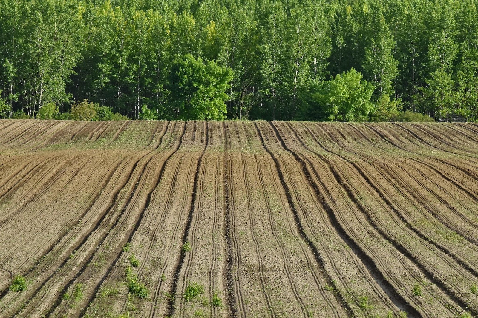 Machine Learning in Agriculture: Revolutionizing Farming for the Future