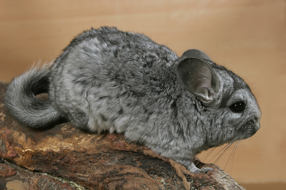 How Fast Does A Chinchilla Run