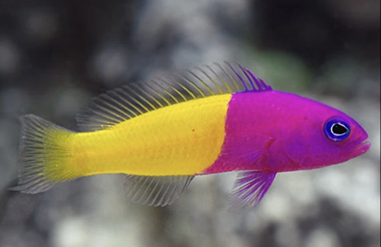 Types of Saltwater Fish - Reef fish - Dottyback (Yellow and Violet Fish)