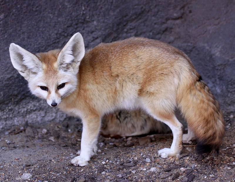 What Do Fennec Foxes Eat? Nutrition & Diet Facts - WildLifeGrow