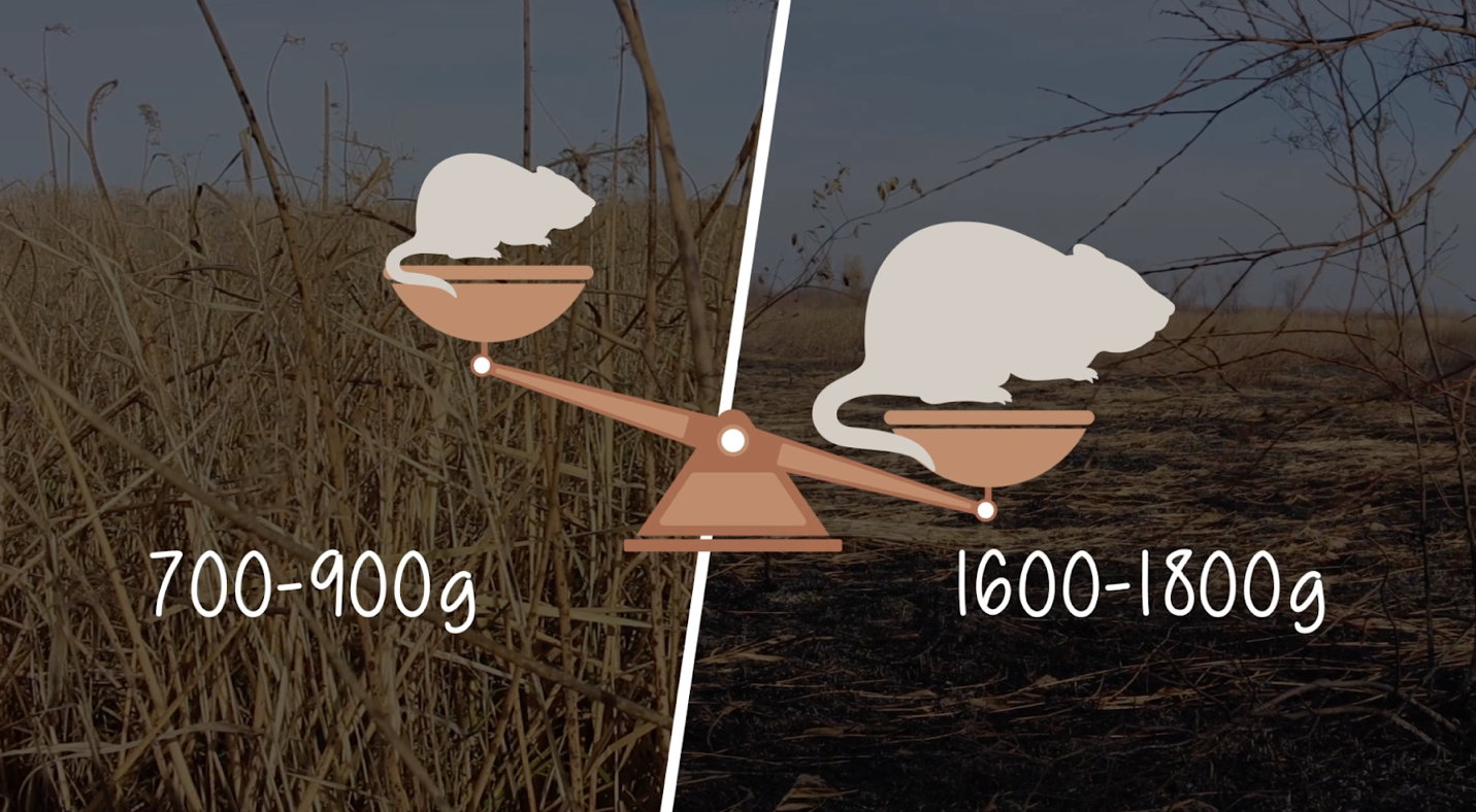 A scale with a mouse and numbers

Description automatically generated