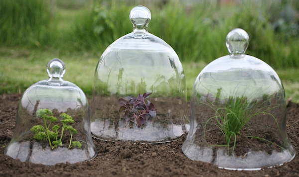Cloches help harden off seedlings.