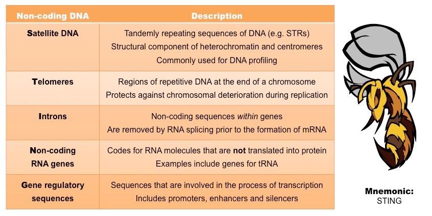 non-coding DNA
