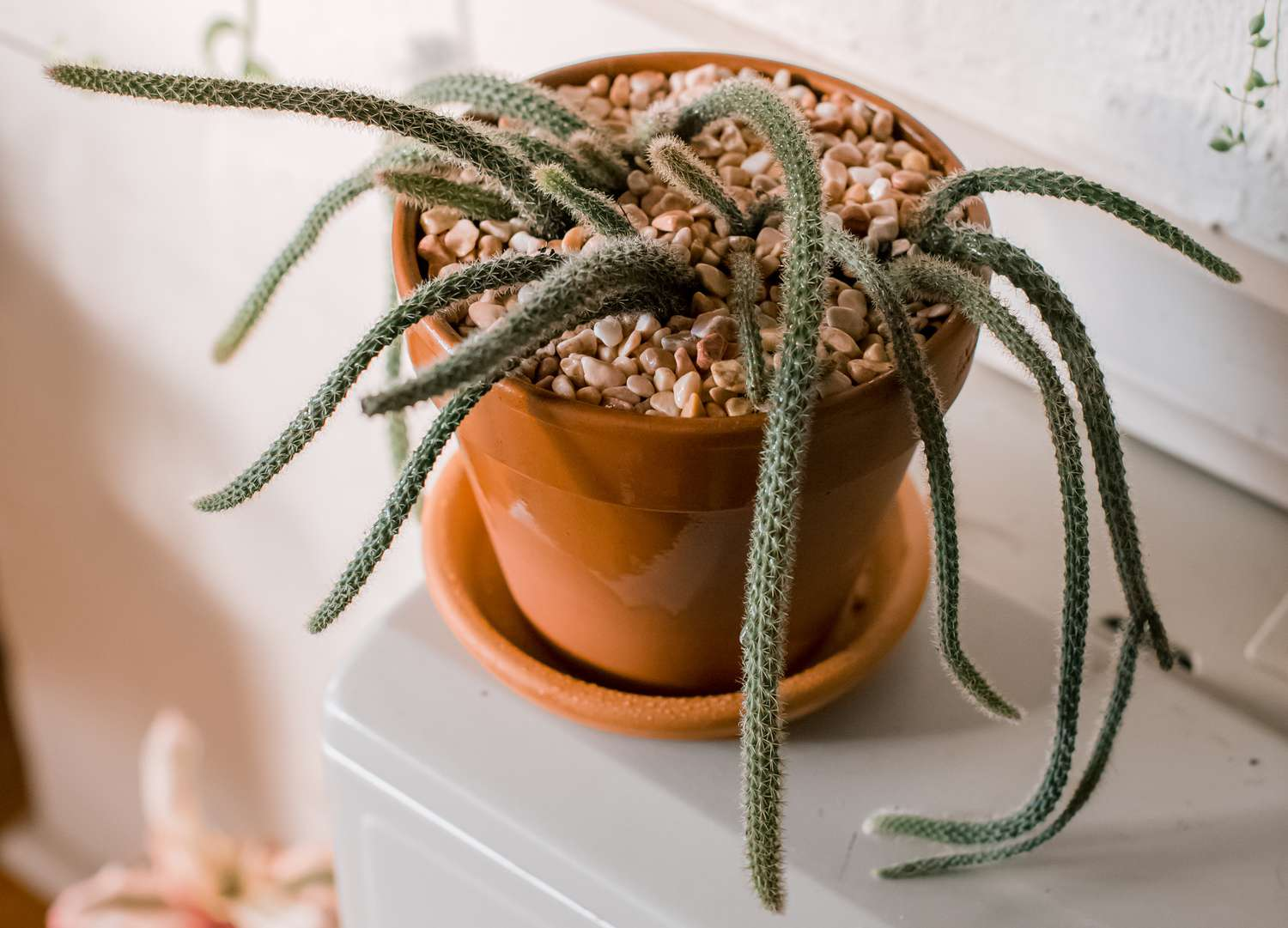 Rat Tail Cactus (Aporocactus flagelliformis)