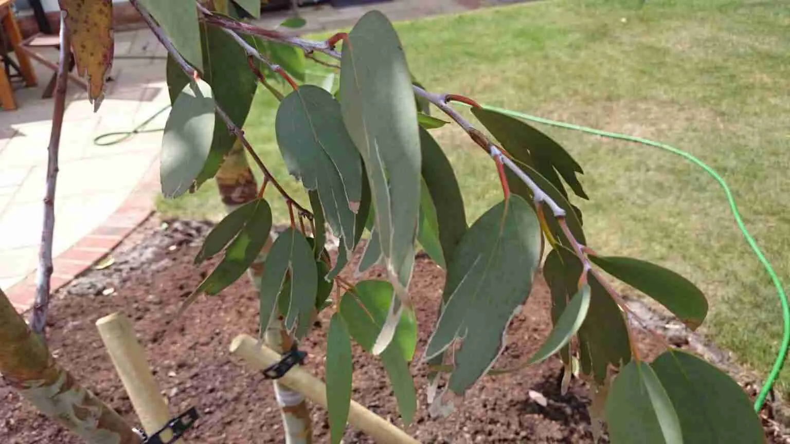 What do you do when eucalyptus leaves turn brown