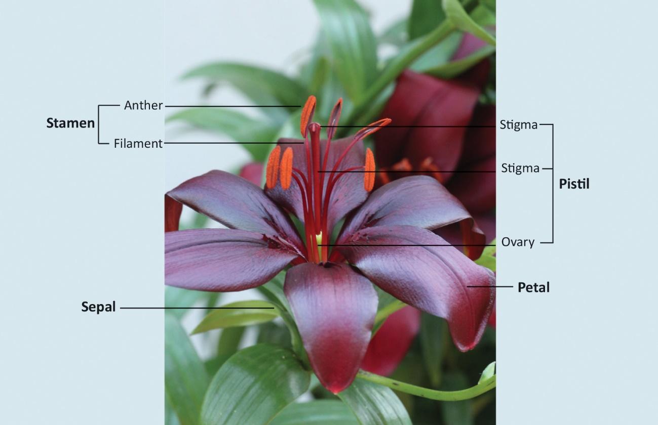 The structure of a flower including stamen, sepal, pistil, and petal