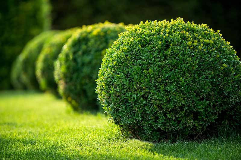 Boxwood (Buxus spp.)