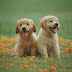 The Best for Your Beloved Pooch A Review of the BARF für Hunde 2.0 Online Course