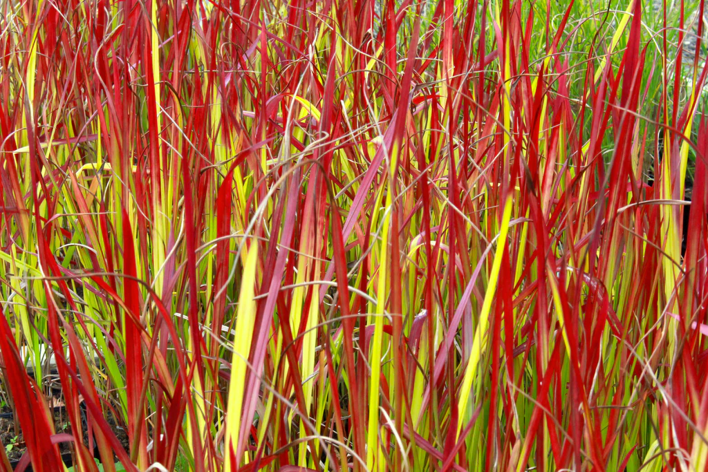 Japanese Blood Grass (Imperata cylindrica 'Red Baron')