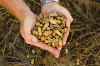 Peanut Cultivation in Mandsaur City