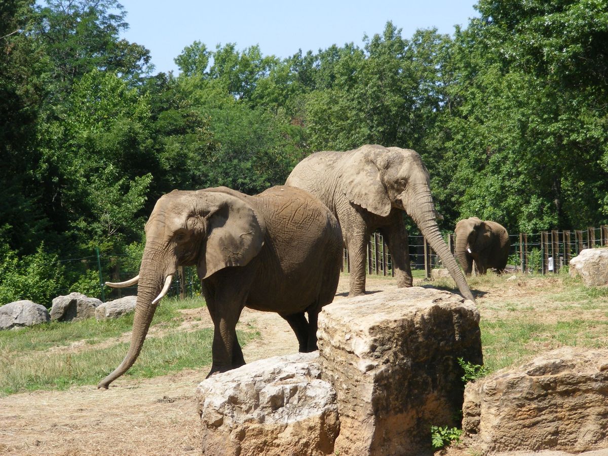 The Auspicious Presence of Elephants in Hindu Dream Lore