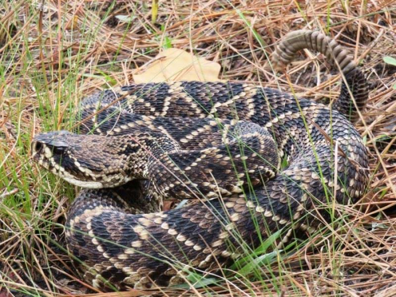 Eastern diamondback rattlesnake coiled with rattle in the air