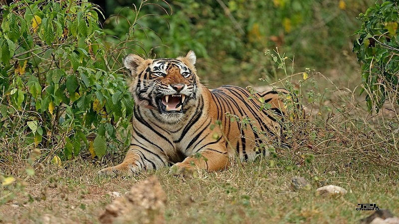 Sariska Wildlife Sanctuary