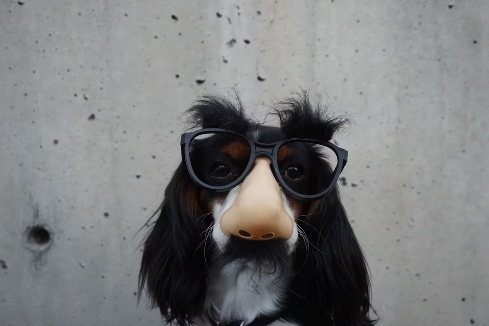 a dog with a funny glasses and nose disguise