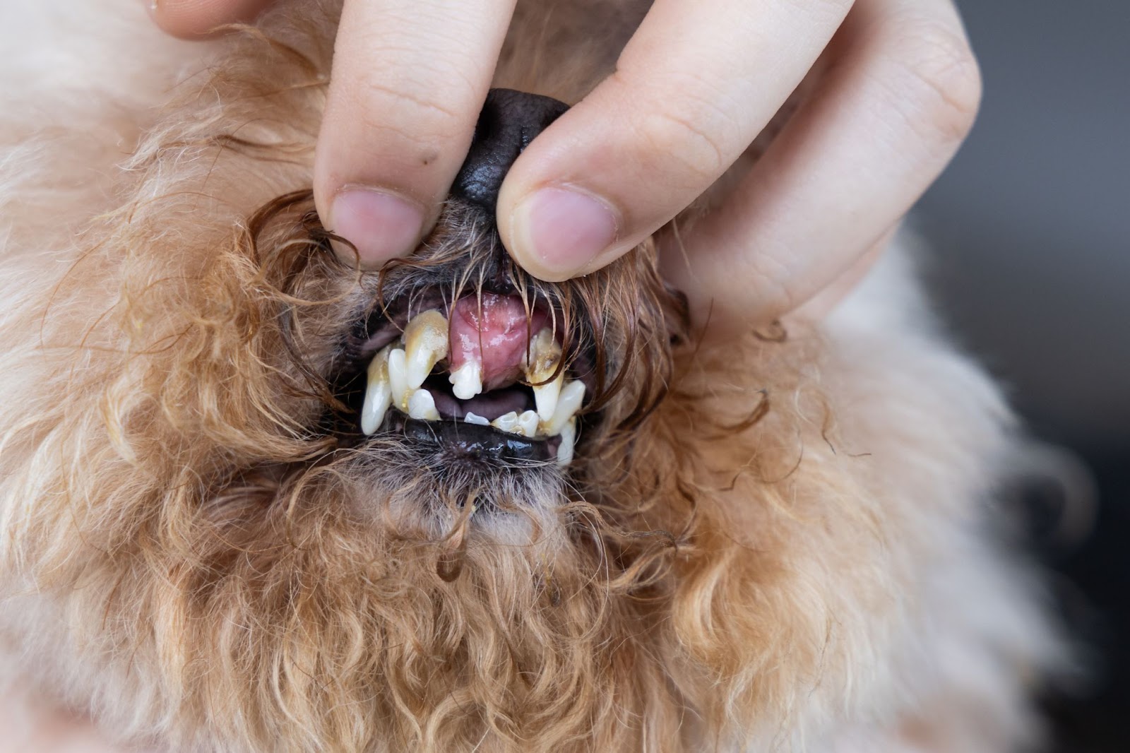 dog with severe stage four tooth decay and dental disease with lost teeth