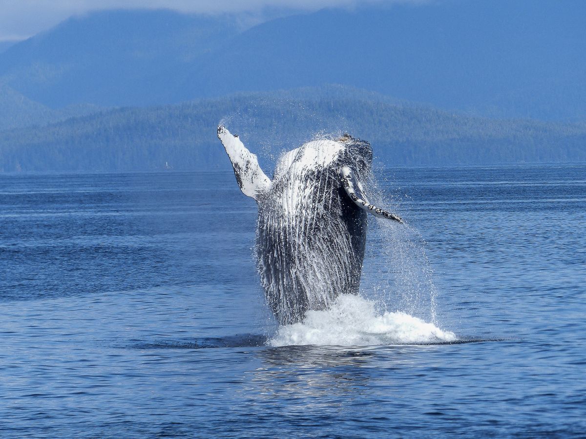 Biblical Narratives and Whale Dreams