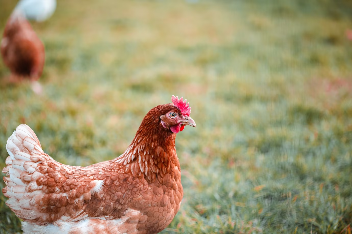 La gallina - leggende e superstizioni