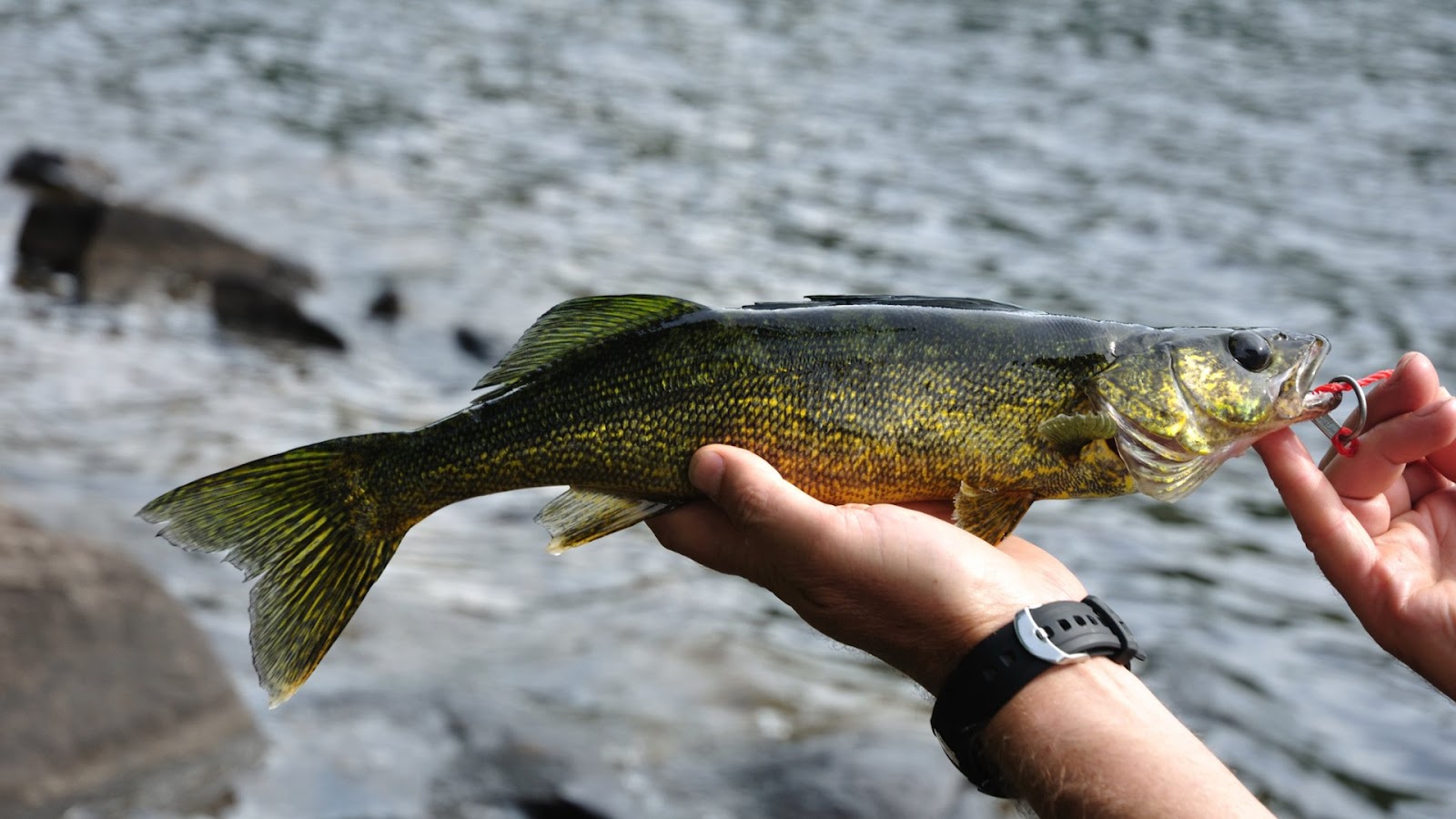 regulations and ethics when to keep or release walleye fish - understanding walleye behaviour and conservation