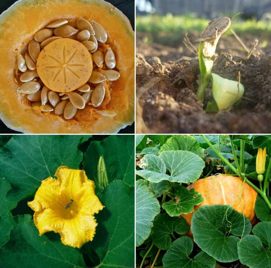 How to Germinate Pumpkin Seeds
