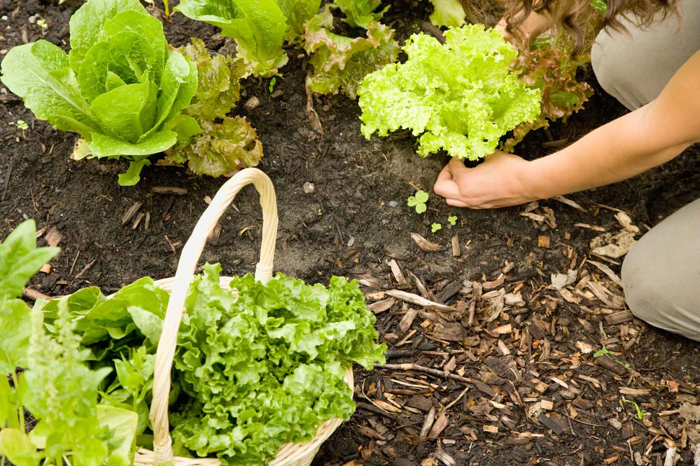 How do you harvest lettuce without killing the plant