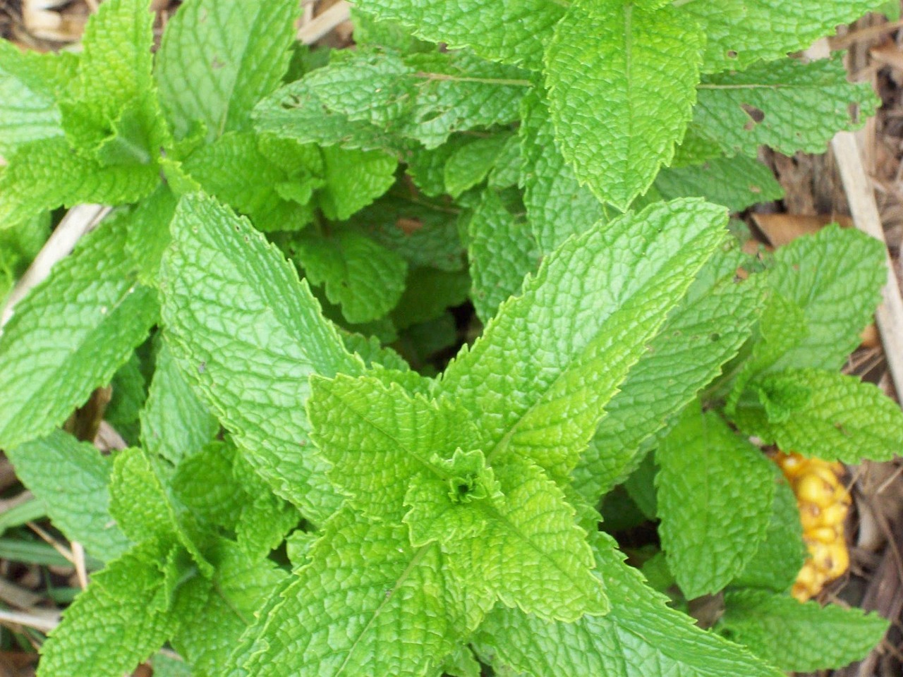 The origin of mint