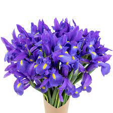 Amazon.com : Stargazer Barn Be My Roman Empire Bouquet Telstar Iris Fresh Flowers  Bouquet - Overnight Prime Delivery, Fresh Cut Bouquet of Flowers Gift For  Birthday, Anniversary, Mothers, Get Well - 40