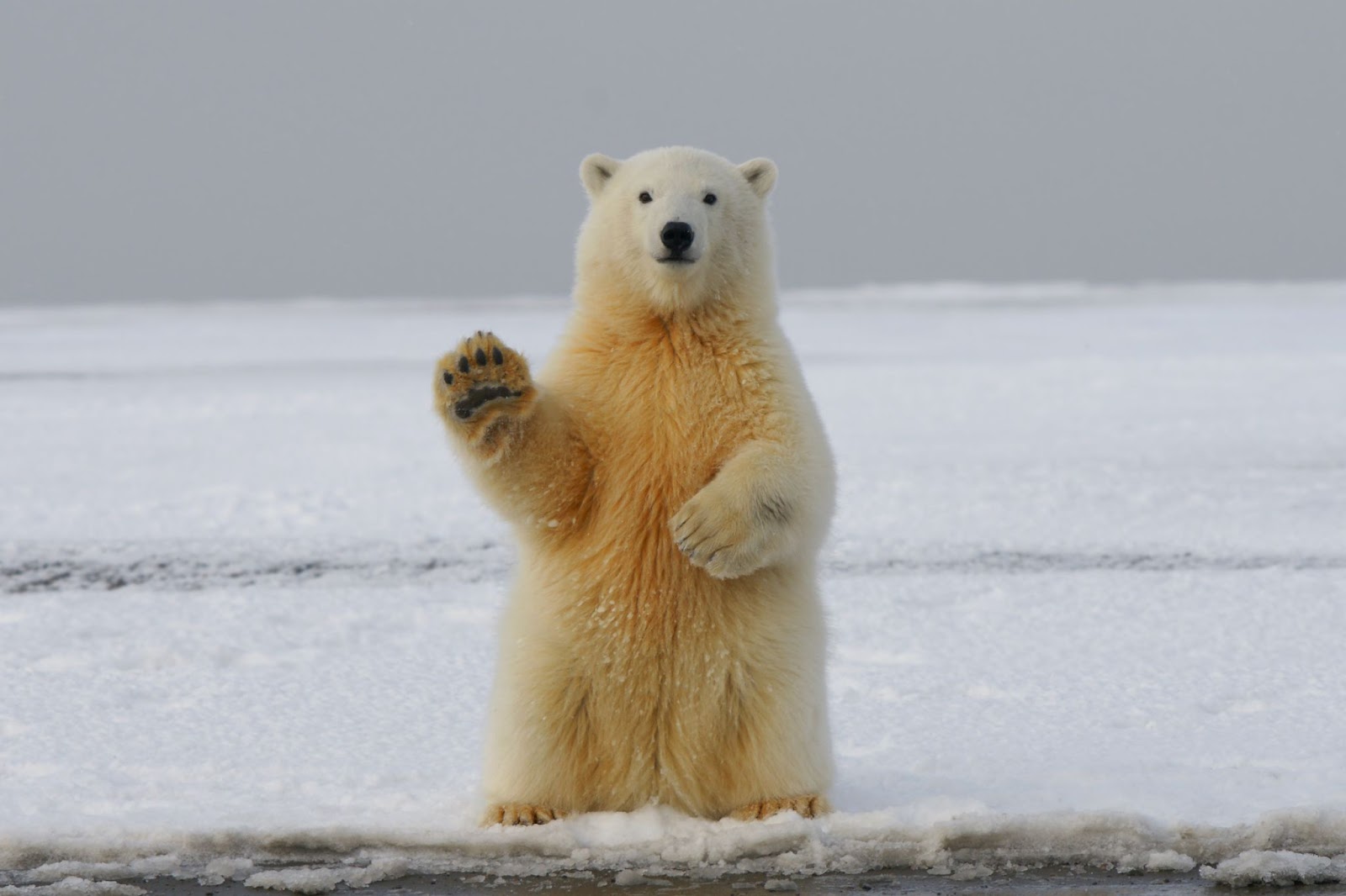 Legende și povești despre ursul polar